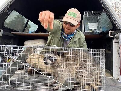 Fort Worth raccoon trapping